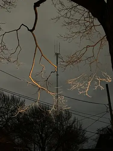 The city's glow warms skeletal branches at dusk.